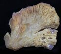 Agatized Fossil Coral With Druzy Quartz - Florida #30699-1